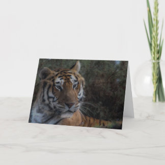 Tiger Greeting Card