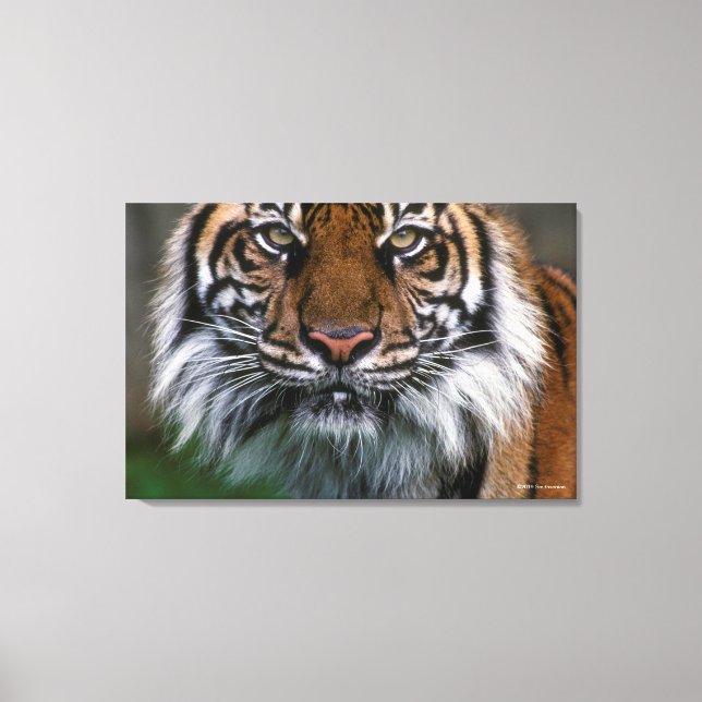Tiger Head and Face Canvas Print (Front)