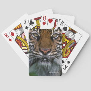 Tiger Head and Face Playing Cards