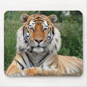 Tiger head beautiful close-up photo mousepad