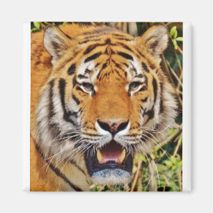 Tiger image ! magnet