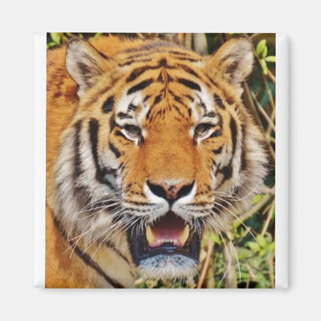 Tiger image ! magnet (Front)