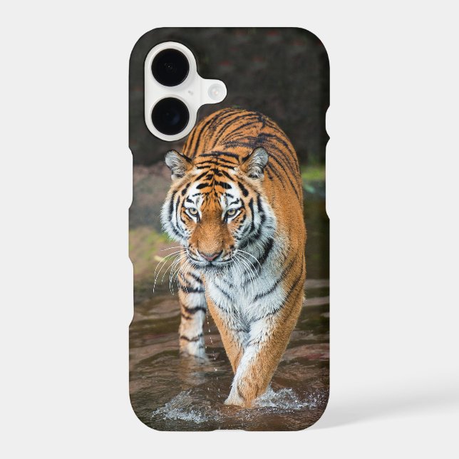Tiger in River (Back)