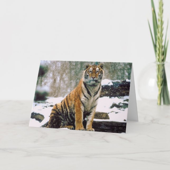 Tiger in Snow Card (Front)