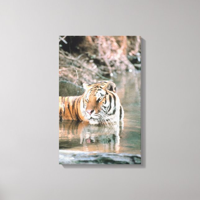 Tiger in stream canvas print (Front)