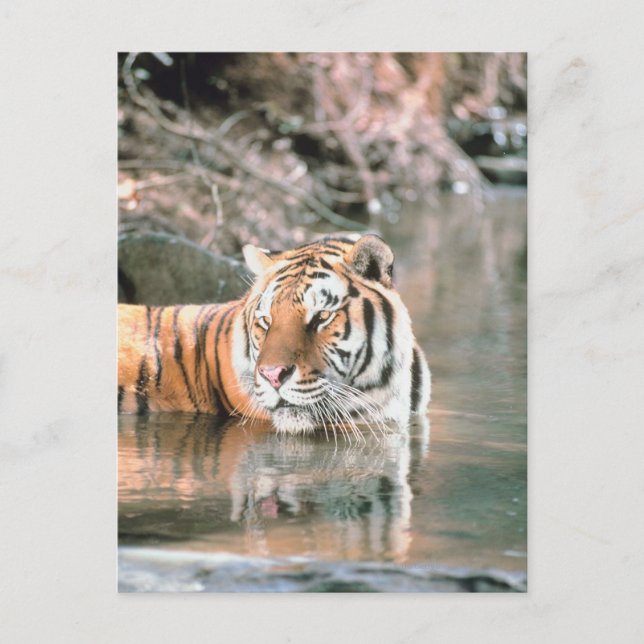 Tiger in stream postcard (Front)