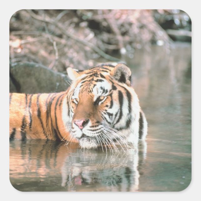 Tiger in stream square sticker (Front)