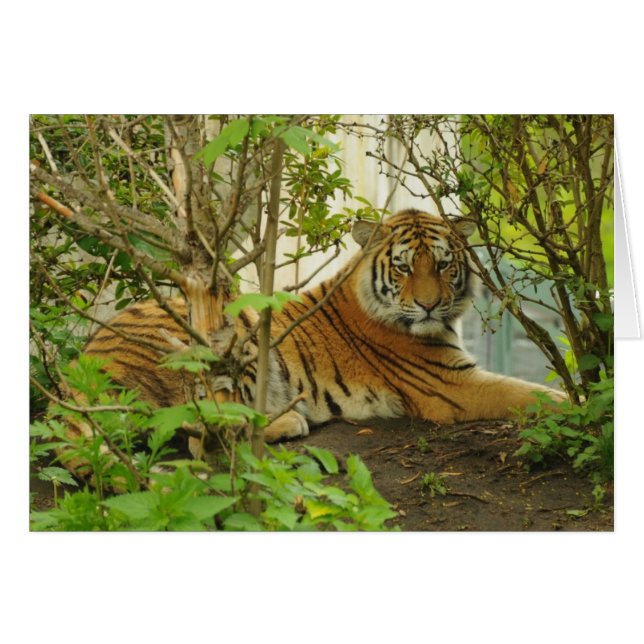 Tiger in The Forest (Front Horizontal)