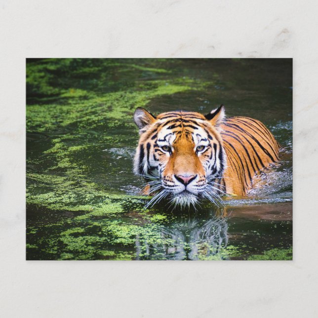Tiger in the Water Postcard (Front)