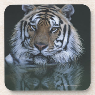 Tiger in Water Coaster