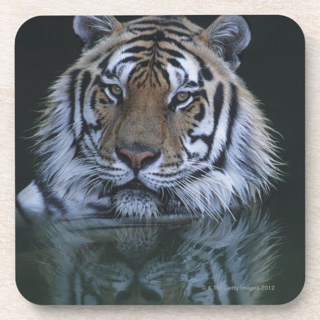 Tiger in Water Coaster (Front)
