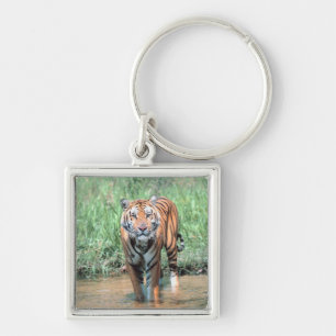 Tiger in water keychain