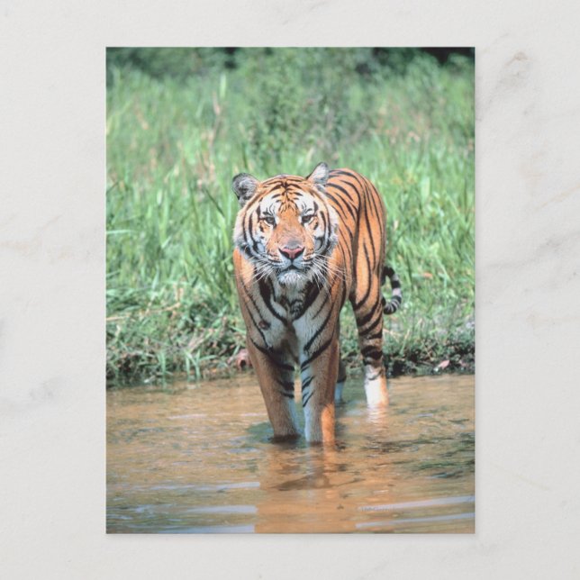 Tiger in water postcard (Front)