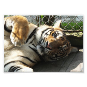 Tiger Kingdom Photo Print