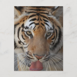 Tiger Kisses Postcard