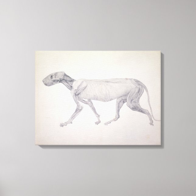 Tiger: Lateral View, Partially Dissected, from the Canvas Print (Front)