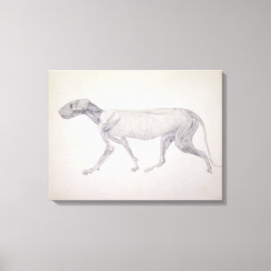 Tiger: Lateral View, Partially Dissected, from the Canvas Print
