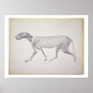 Tiger: Lateral View, Partially Dissected, from the Poster