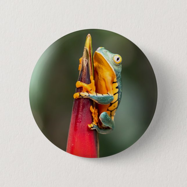 Tiger Legged Monkey Tree Frog Green Orange 2 Inch Round Button (Front)