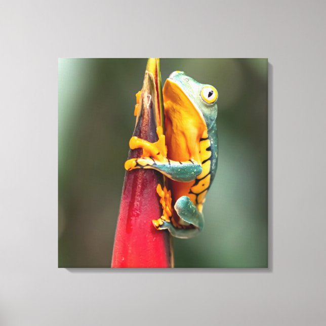 Tiger Legged Monkey Tree Frog Green Orange Canvas Print (Front)