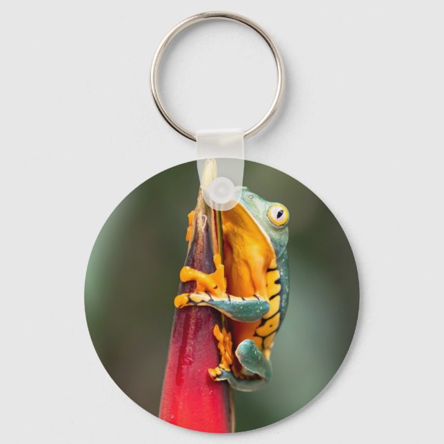 Tiger Legged Monkey Tree Frog Green Orange Keychain (Front)