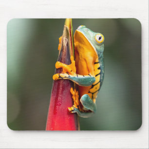 Tiger Legged Monkey Tree Frog Green Orange Mouse Pad