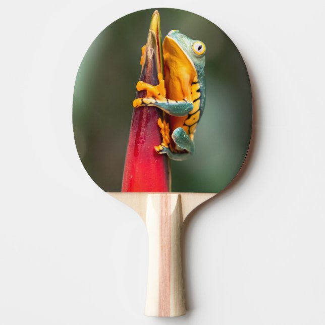 Tiger Legged Monkey Tree Frog Green Orange Ping Pong Paddle (Front)