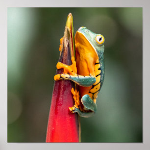 Tiger Legged Monkey Tree Frog Green Orange Poster