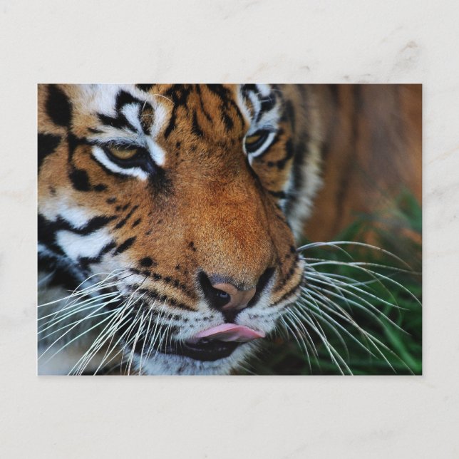 Tiger licking his lips postcard (Front)