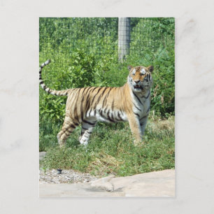 Tiger Light Postcard