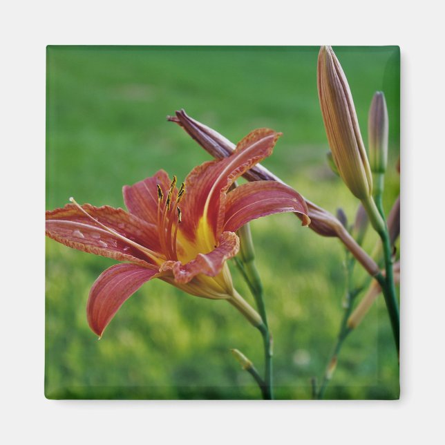 Tiger Lilies Magnet (Front)