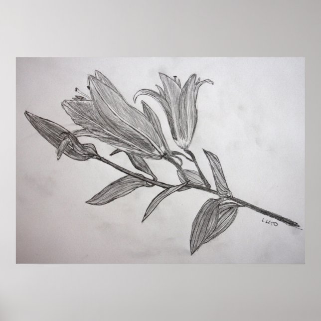Tiger Lilies Pencil Drawing Flower Art Print (Front)