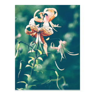 Tiger lilies photo print