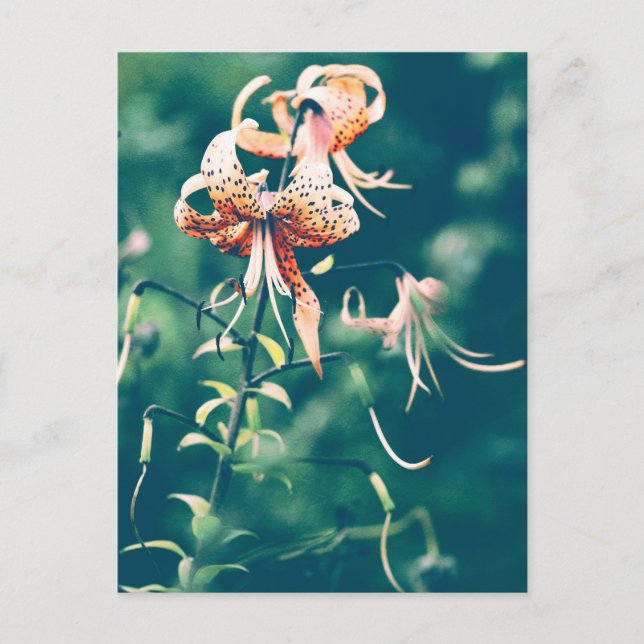 Tiger lilies postcard (Front)