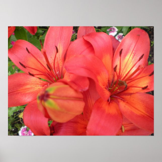 Tiger Lilies Poster (Front)