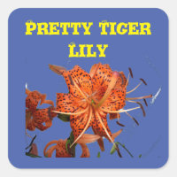 Tiger Lilies stuck on blue Bloom love for a Filly