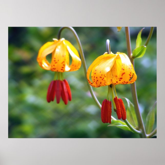 Tiger Lillies Poster (Front)