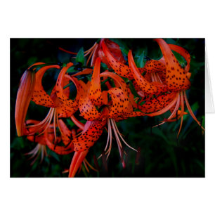 Tiger Lilly