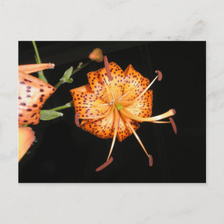 Tiger Lilly on Black Background Postcard