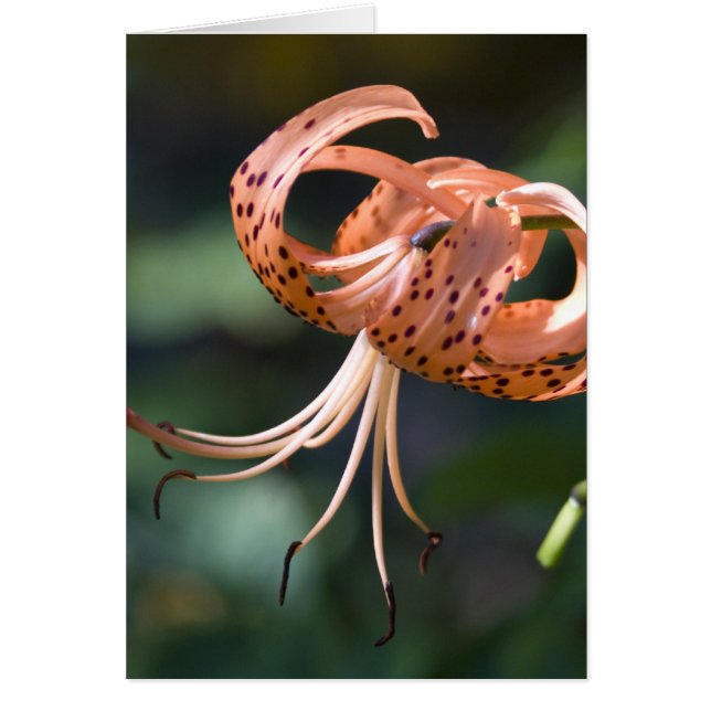 Tiger Lily (Front)