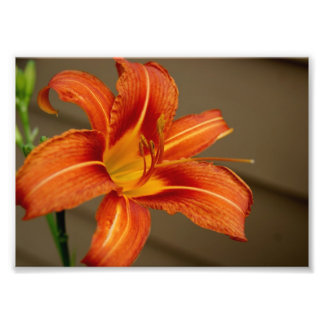 Tiger Lily 5x7 Photographic Print