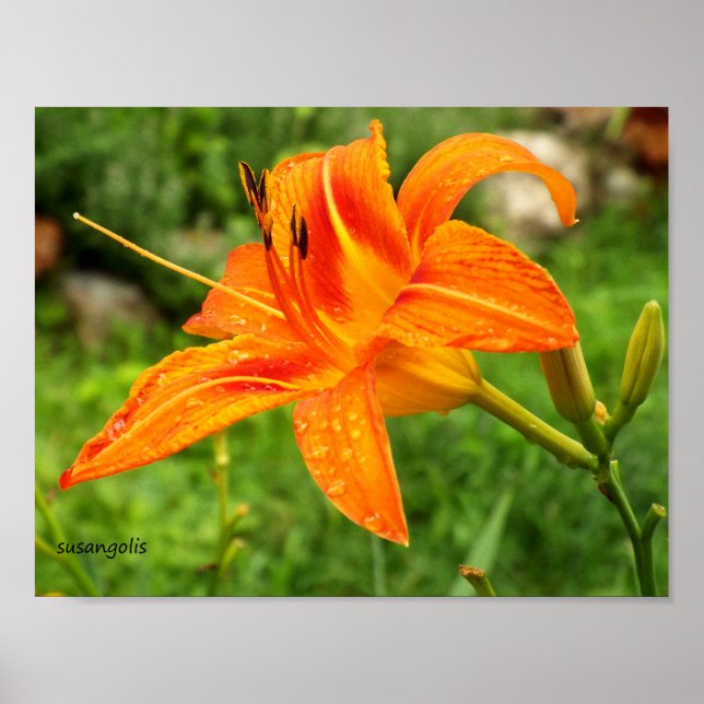 Tiger Lily Botanical Value Poster (Front)