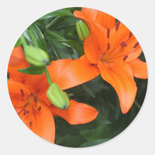 Tiger Lily Classic Round Sticker