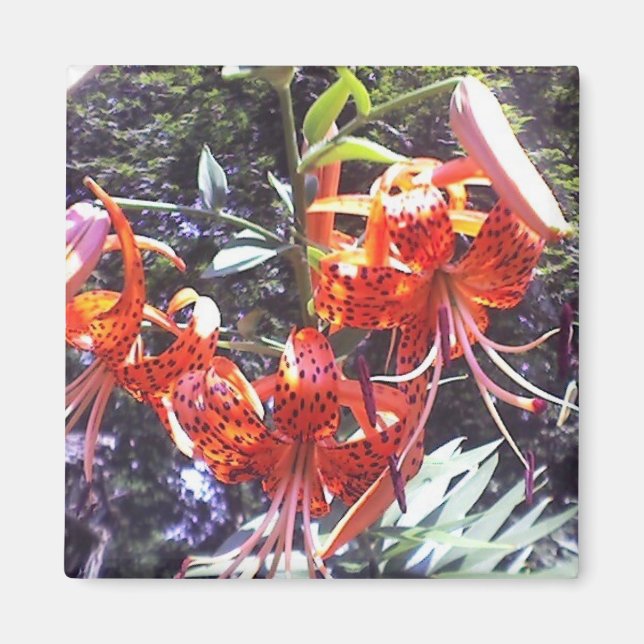 Tiger Lily Collection Magnet (Front)