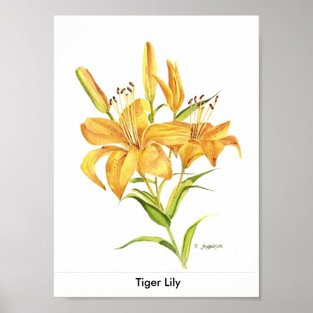 Tiger-lily in gold and yellow watercolor poster (Front)