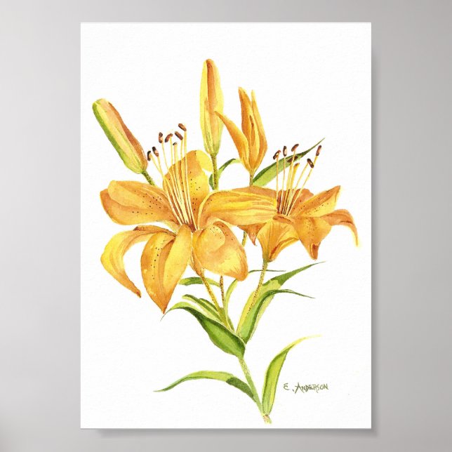 Tiger-lily in gold and yellow watercolor poster (Front)