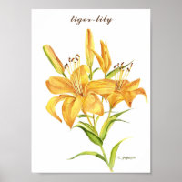 Tiger-lily in orange and yellow watercolor poster