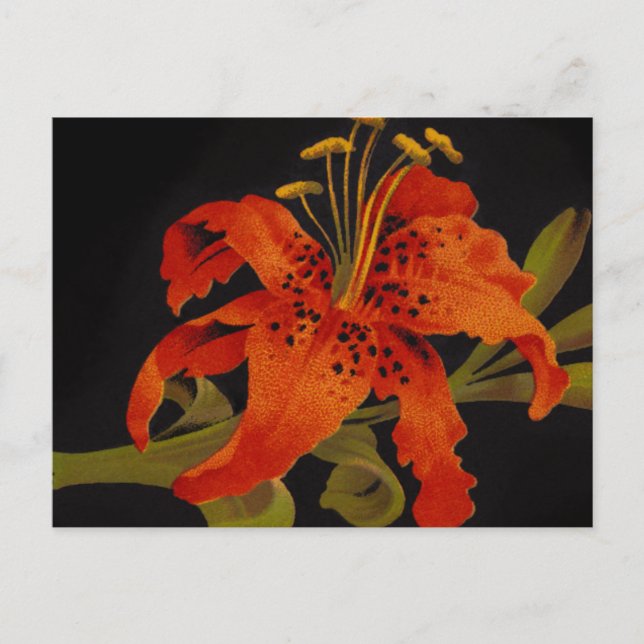 Tiger Lily Postcard (Front)