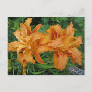 Tiger Lily Postcard