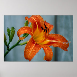 Tiger Lily Poster